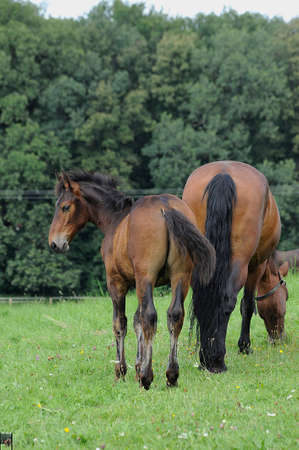 Horses on the catwalk の写真素材
