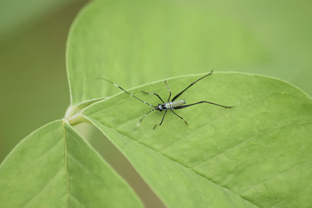 long-horned spider on leaf in the wild, closeup of photoの写真素材