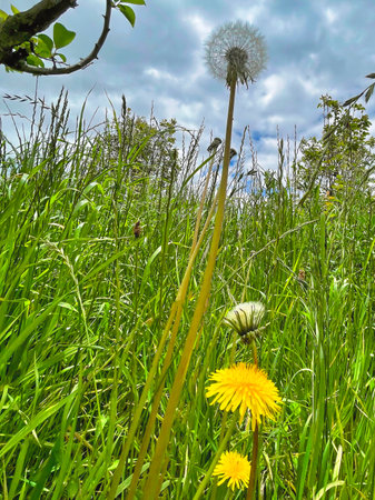 Dandelions on a meadow with green grass under blue skyの写真素材