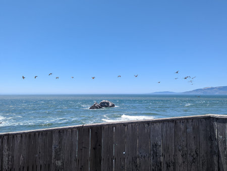 Flock of seagulls flying over a wooden pier, pacific ocean, california.の写真素材