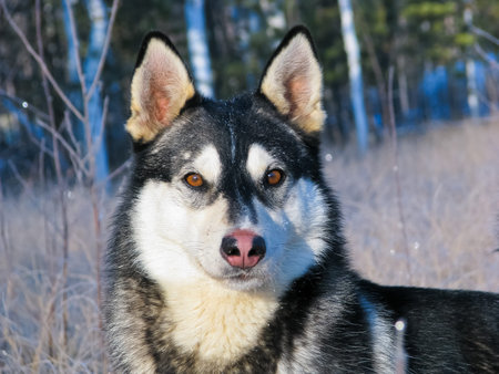 husky
