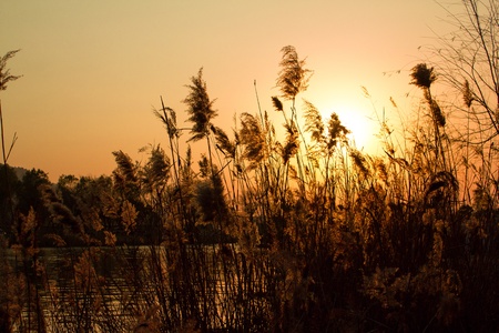 Sunset from reedの写真素材