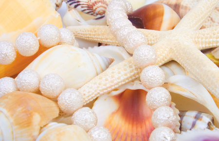 Set of a sea shells and starfish.の写真素材