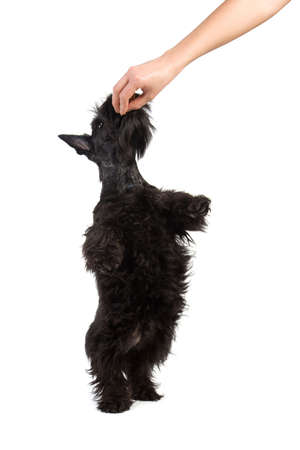 A young schnauzer takes a treat from its owners hand isolated on whiteの写真素材