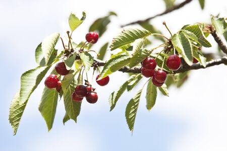 cherriesの写真素材