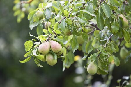 pearの写真素材