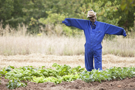 scarecrowの写真素材