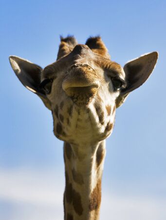 giraffeの写真素材