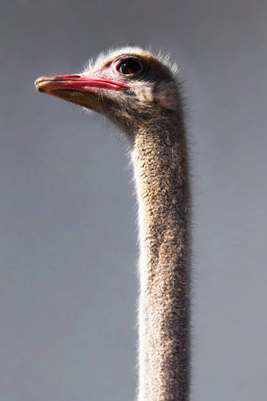 ostrich