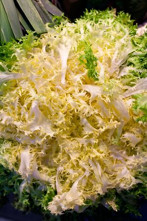 endiveの写真素材