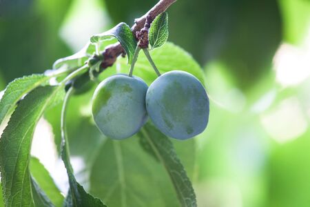 fruits of a fruit-bearing tree in an orchardの写真素材