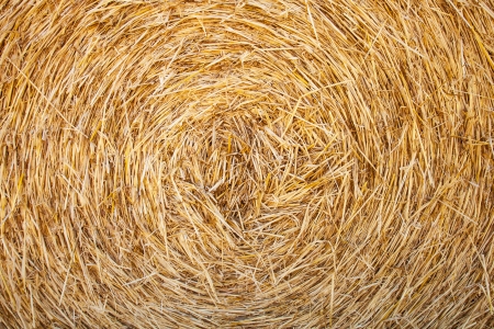 Harvest of straw stacked in spiralの写真素材