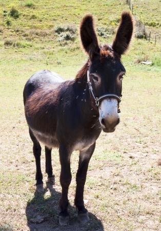 Domestic animal of donkey farmの写真素材