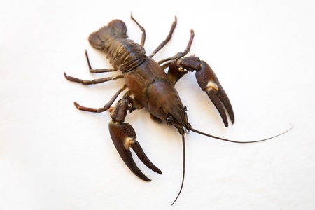	live crayfish on a white backgroundの写真素材