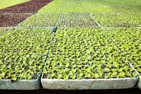 Lettuce plants in a greenhouseの写真素材