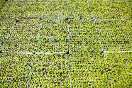 Crop of lettuce seedlings in a greenhouseの写真素材