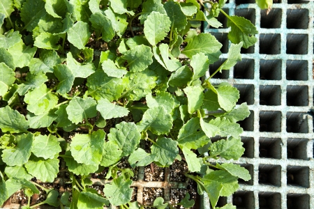 Seedlings for transplanting lettuceの写真素材