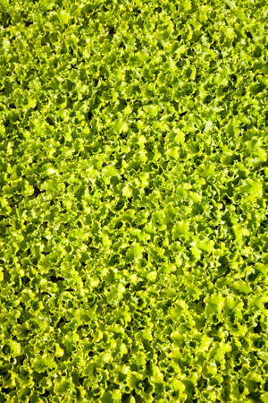 Crop of lettuce in a greenhouseの写真素材
