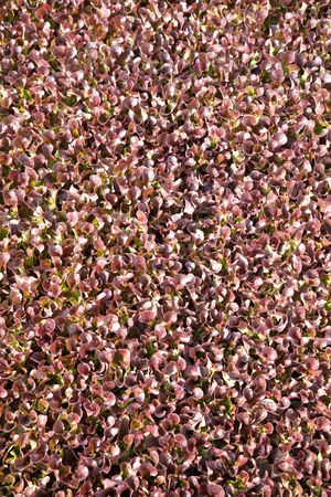 Lettuce crop type oak leafの写真素材