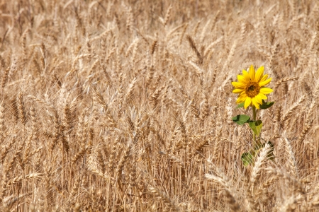 Sunflower in a wheat fieldの写真素材