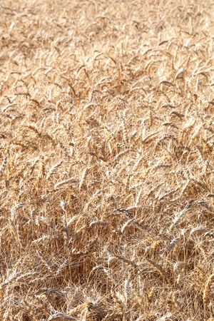Wheat field mature ready to harvestの写真素材