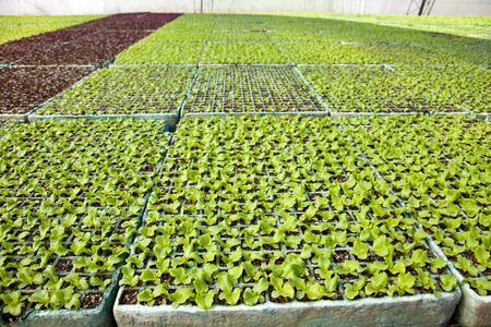 Vegetable plants in a greenhouseの写真素材