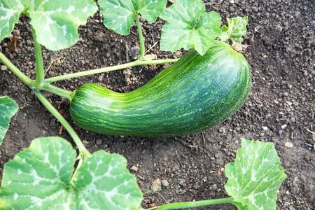 Pumpkin crop list for the cropの写真素材