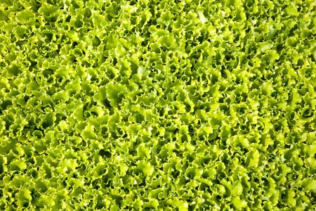 lettuce plantation in a hothouseの写真素材