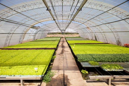 industrial plants cultivation in a hothouseの写真素材