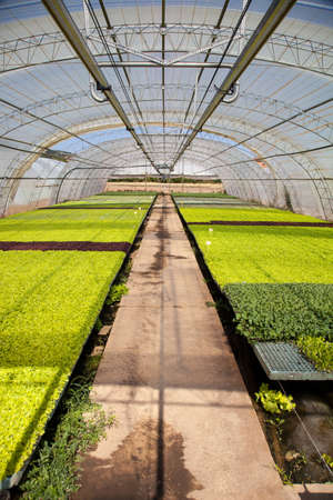 hothouse for the vegetables cultivationの写真素材