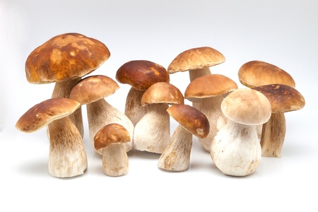 fungi photographed on white fundの写真素材