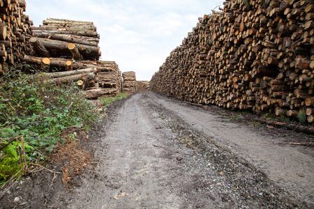 trunks felled and piled up for the industryの写真素材