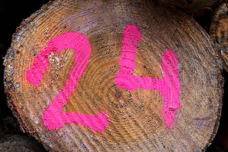 number twenty-four identical with a trunkの写真素材