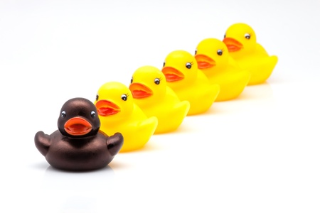 line of yellow ducks of gumの写真素材