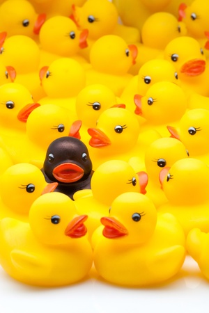 yellow ducks of gum and one blackの写真素材