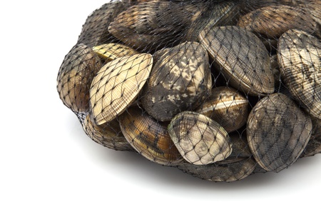 Live clams in isolated white backgroundの写真素材