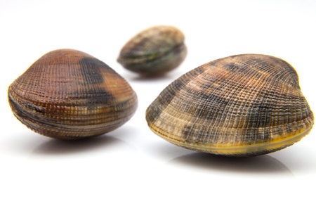 three fresh clams on white backgroundの写真素材