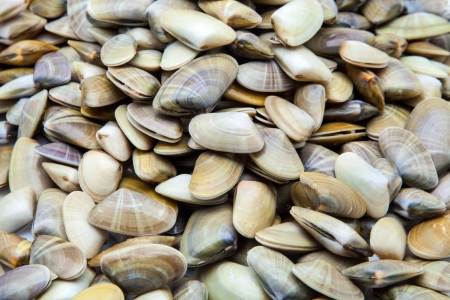 a bunch of fresh clamsの写真素材