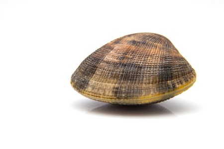 fresh clams on white backgroundの写真素材