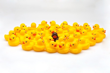 Yellow ducks group and one black in the middleの写真素材