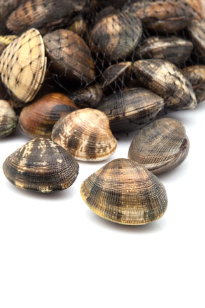 fresh clams on white backgroundの写真素材