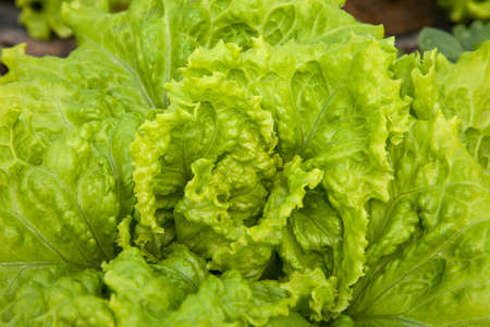 fresh green lettuce ready to eatの写真素材
