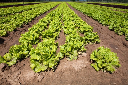 cultivated lettuces field Roman in ruts
の写真素材