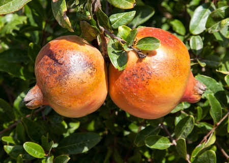Fresh pomegranates hanging on a tree の写真素材