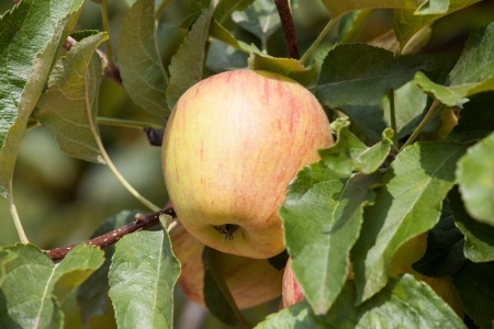 mature apples in the branch of an apple treeの写真素材