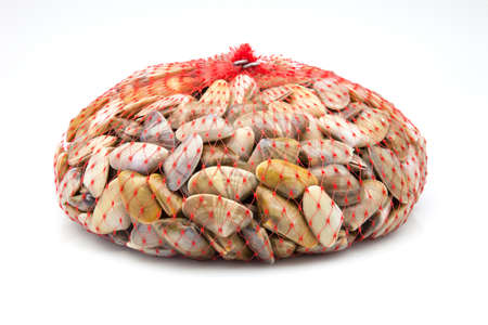 group of clams in a bagの写真素材