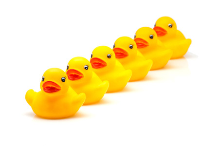 yellow gum ducks on white fundの写真素材