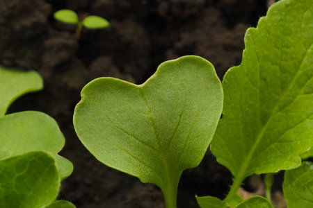 heart-shaped radish leaf on a garden bed. ecology concept.