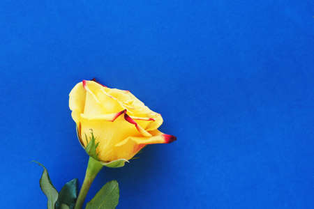 yellow-red rose on a bright blue background. space for text.の写真素材