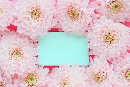 Blue sticker on a pink background and pink chrysanthemum flowers. Space for text.の写真素材